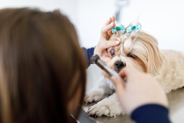 Veterinary examining shitzu's eyes