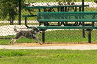 Mid-air small dog running past a park bench