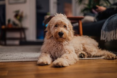 Golden doodle puppy in a living room.