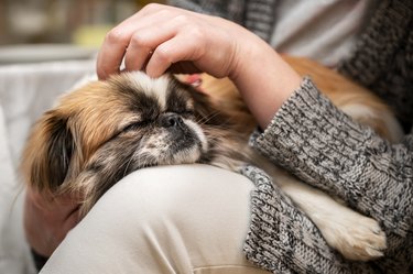 The dog is sleeping on the owner's lap