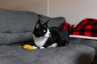 Black and white cat on a couch with a yellow toy mouse