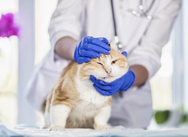 old cat at an appointment with a veterinarian in the clinic