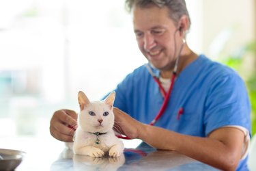 Vet with dog and cat. Puppy and kitten at doctor.