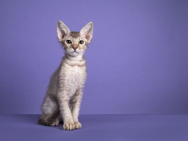 LaPerm kitten on purple background