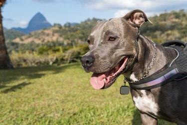 Pit bull dog playing in an open field at sunset. Pitbull blue nose in sunny day with green grass and beautiful view in the background. Selective focus