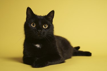Black cat lying down on yellow background
