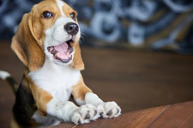 Closeup of a dog