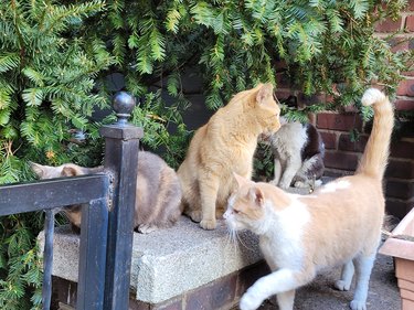 Group of outdoor cats