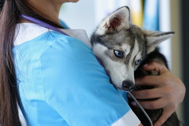 Husky puppy in the arms of a female doctor, close-up