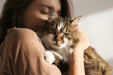 Portrait of beautiful and fluffy tri colored tabby cat at home, natural light.