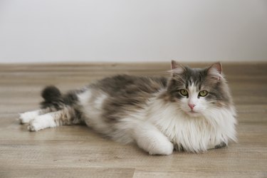 Fluffy cat at home