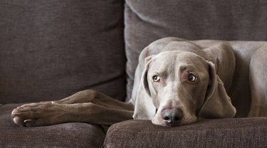 Tired dog on sofa still watching