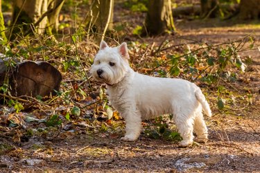 A white dog on a wooded path