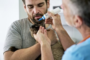 Veterinarian Putting Drops in Cat’s Eye During Medical Exam