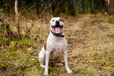 Close-Up Of Dog Sticking Out Tongue While Sitting On Grassy Field