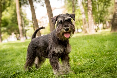 Portrait of cute miniature schnauzer at the park.