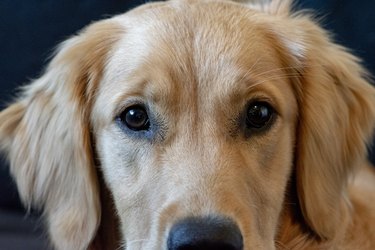 Golden retriever dog eyes up close