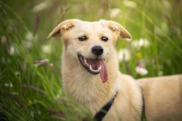 Portrait of a happy dog with tongue out