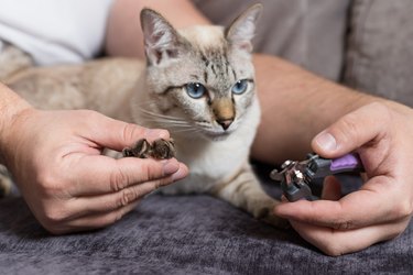 Man holding a cat's paw and trimming their claws.