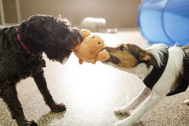 Cute dogs playing tug-of-war with dog toy at dog daycare