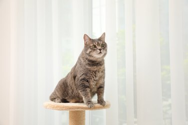 Gray cat sitting on top of a cat tree at home.