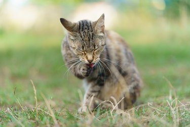 Healthy cat licks its paw and washes on the city street