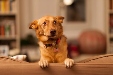 Close-Up Of Dog On Sofa