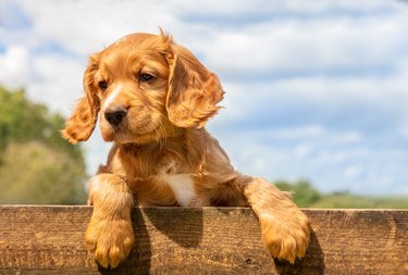 Cute golden brown puppy dog leaning on a wooden fence outside