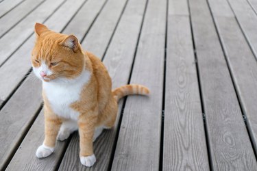 Orange and white cat sitting on a wooden deck