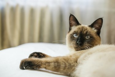 A Siamese cat with blue eyes lies on a sofa. Side view, close-up.