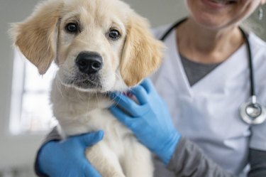 A veterinarian wearing scrubs, gloves, and a stethoscope holds a golden retriever puppy who is looking at the camera.