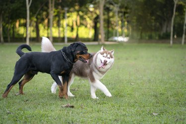 Rottweiler dog and Alaskan Malamute in the park.