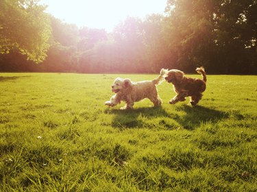 Couple of cocker spaniel dogs playing outdoor