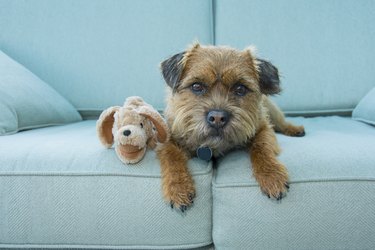 Border Terrier dog with toy sitting on blue couch