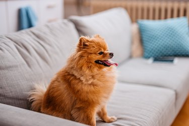 Pomeranian Dog Sitting On The Sofa In The Living Room