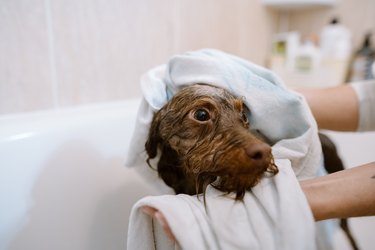 Woman drying her puppy with a towel after bath