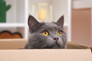 A grey cat is playing in a cardboard box. A gray cat is hunting for a toy. The cat is a predator. The attentive gaze of gray cat.