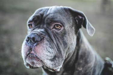 Portrait of a strong and proud dog, very contrasting image and deep blacks