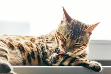 Cat grooming himself cleaning his fur