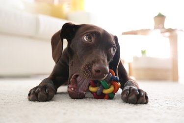 Cute German Shorthaired Pointer dog playing with toy at home