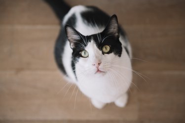 Portrait of black and white cat sitting on wooden floor looking up.