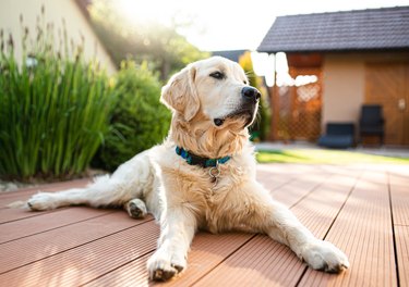 Large dog lying on patio outdoors in front or back yard.