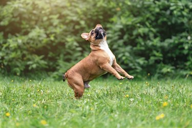 Cute little french bulldog breed dog jumping on green grass at summer nature