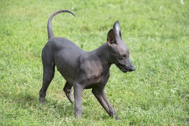 Cute mexican hairless dog puppy is playing on a green grass in the autumn park. Pet animals.