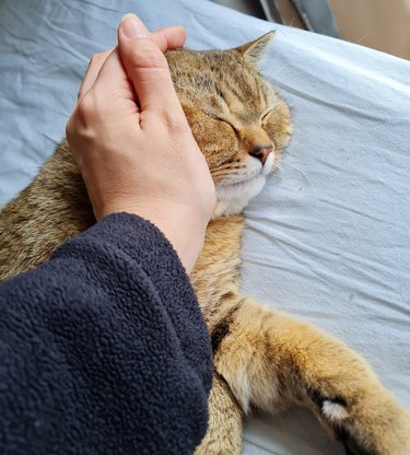 Woman petting her beautiful cat