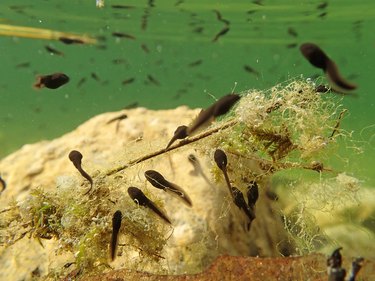 Underwater photo of toads tadpoles in a lake