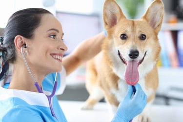 Doctor listens to stethoscope of dog at reception at veterinary clinic