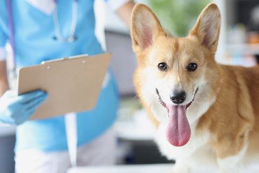 Veterinarian conducts medical examination of dog in veterinary clinic