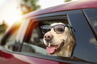 Golden Retriever Looking Out Of Car Window with sun glasses