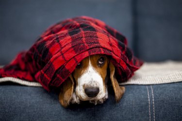 A Beagle puppy lays on a couch underneath a blanket. Just the face and ears are visible.